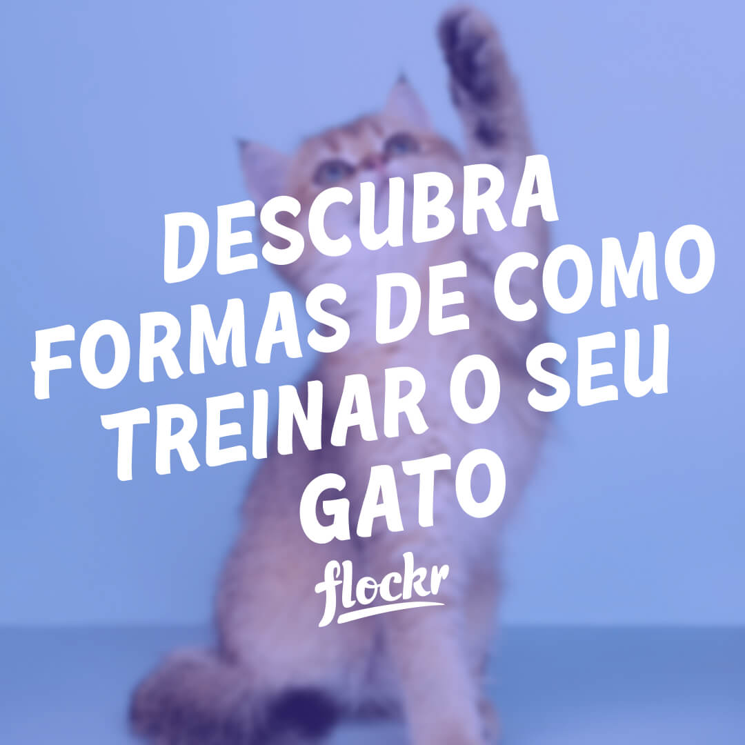 Como Treinar Gato: Dicas Práticas e Eficazes para Adestramento