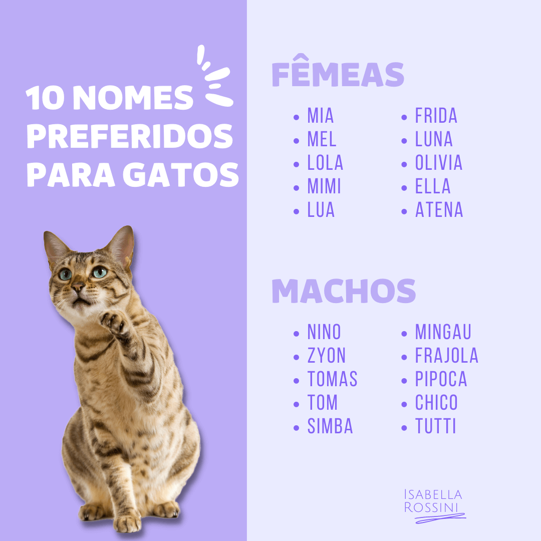 PetCenso destaca nomes de gatos inspirados em personagens famosos – Se Meu  Pet Falasse…