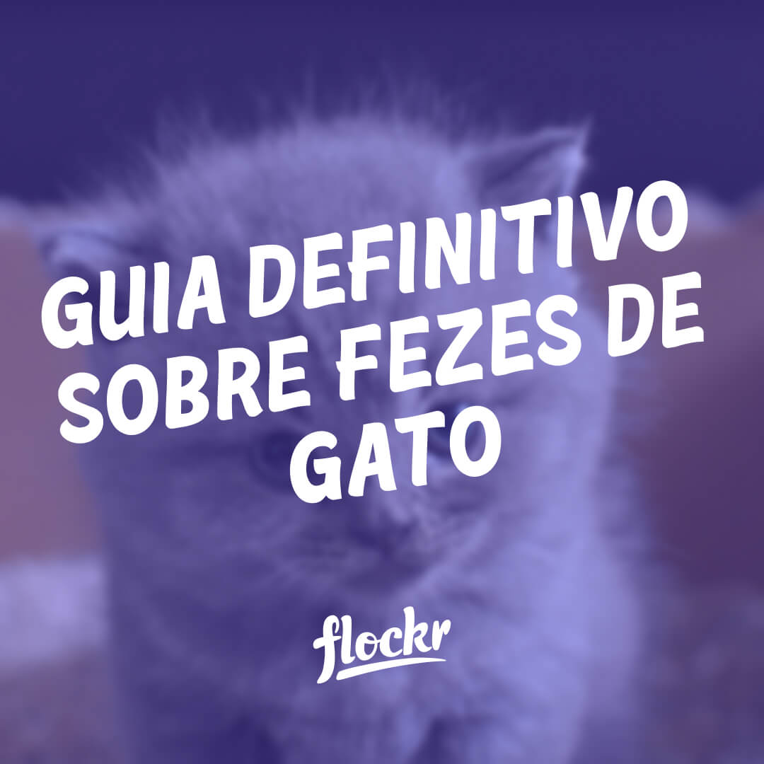 Como desparasitar gatos de forma barata e eficaz, image size:1080x1080
