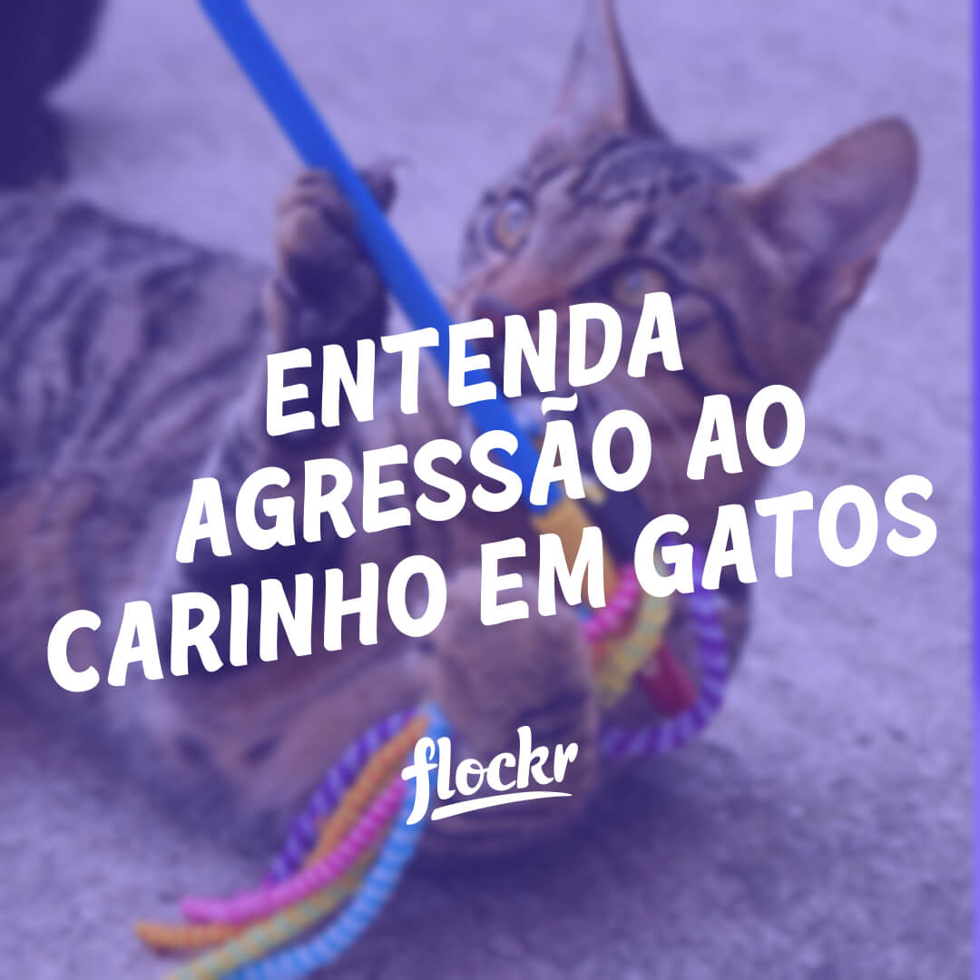 Como Treinar Gato: Dicas Práticas e Eficazes para Adestramento